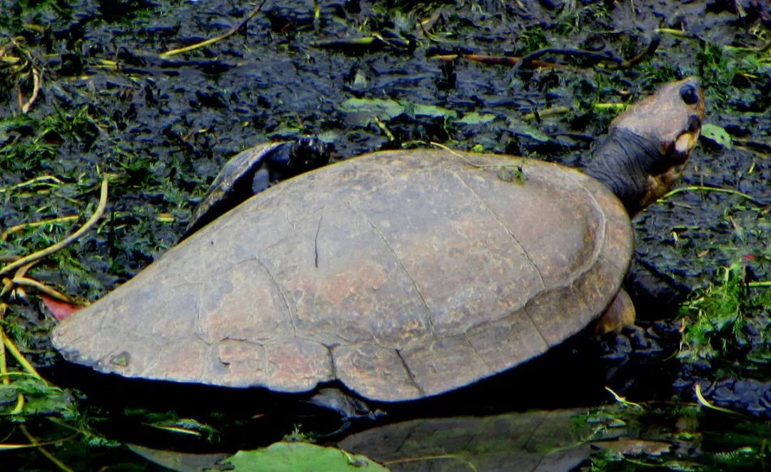 龟讯| 委内瑞拉境内草原侧颈龟的生物学与分布研究