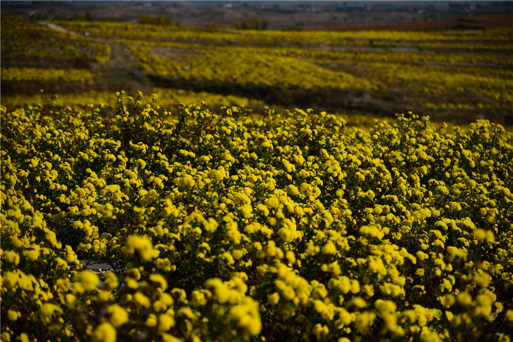金秋11月山东新泰良心谷美爆了赏花品茗两不误约吗