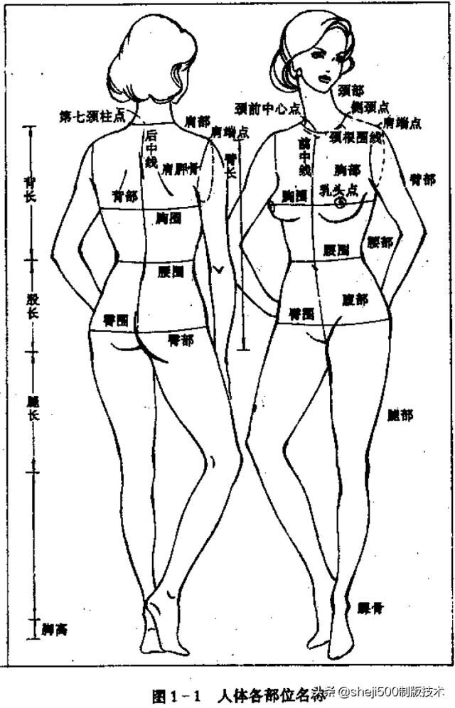 女性身体各部位名称图片