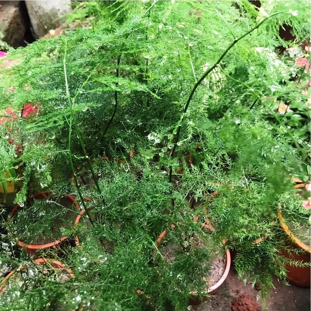 文竹爬满整个围墙,盆栽养成爬藤植物,还开满小白花