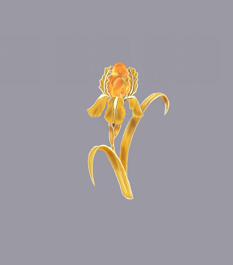 鸢尾花の金