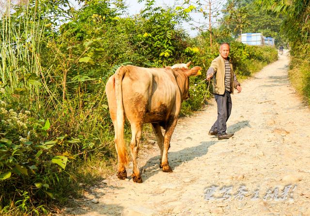 五千块钱了,这牛不怎么听他的指挥,老哥哥一个人拉牛走得非常的吃力