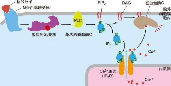 html在激素調節中我們曾經學習過,大多數激素的受體位於細胞膜上,而