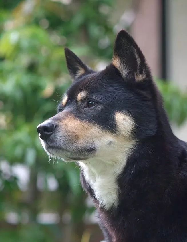 你被騙了日本00後高中生花50個小時畫出自家柴犬網友以為加了濾鏡冷軍