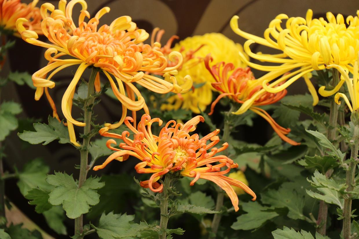 秋天赏菊正当时西安兴庆公园给您送上了一场菊花盛宴