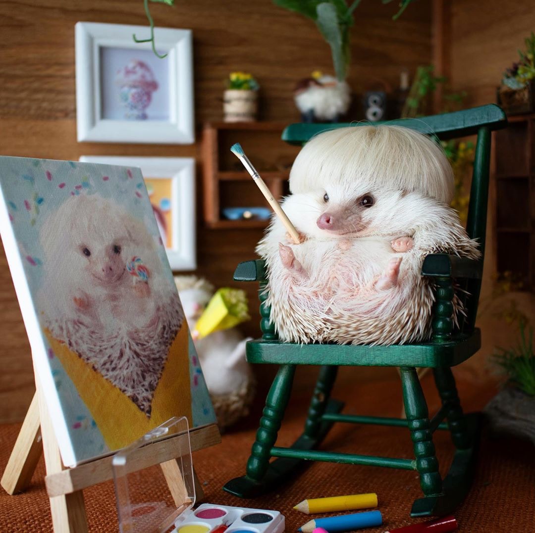 chopin是日本的网红刺猬,主人shota tsukamoto是位摄影师,平日超喜欢