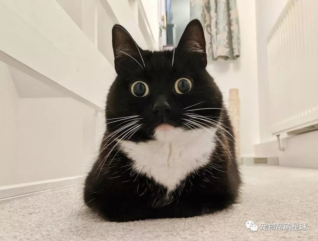 吓死宝宝了警长猫瞪眼爱吐舌靠颜值吃饭吸粉25万