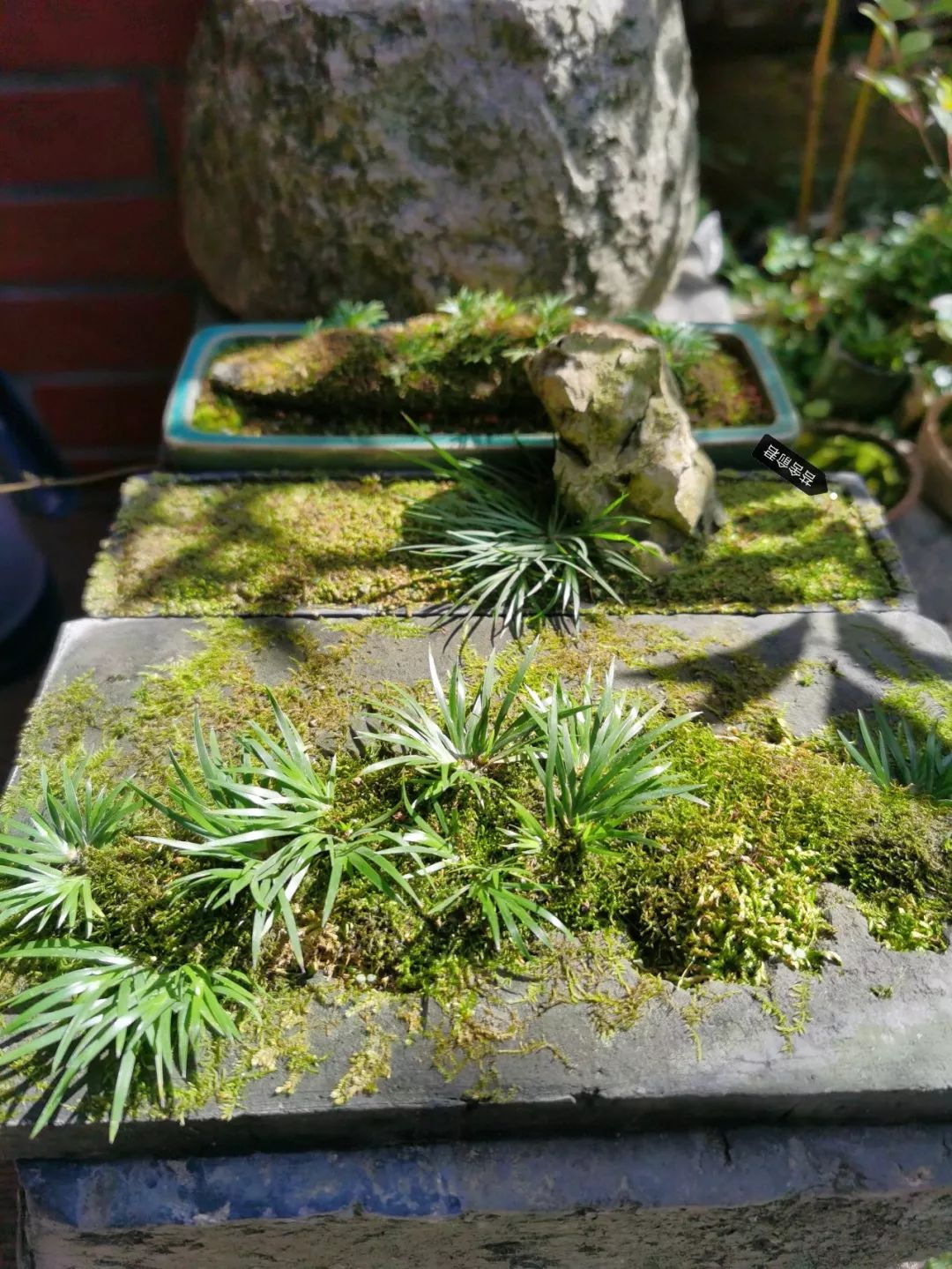 当我玩菖蒲时,我玩些什么