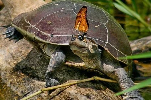 龟讯| 委内瑞拉境内草原侧颈龟的生物学与分布研究