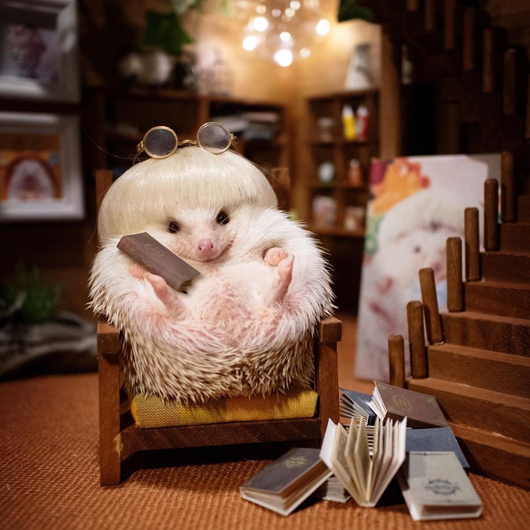 chopin是日本的网红刺猬,主人shota tsukamoto