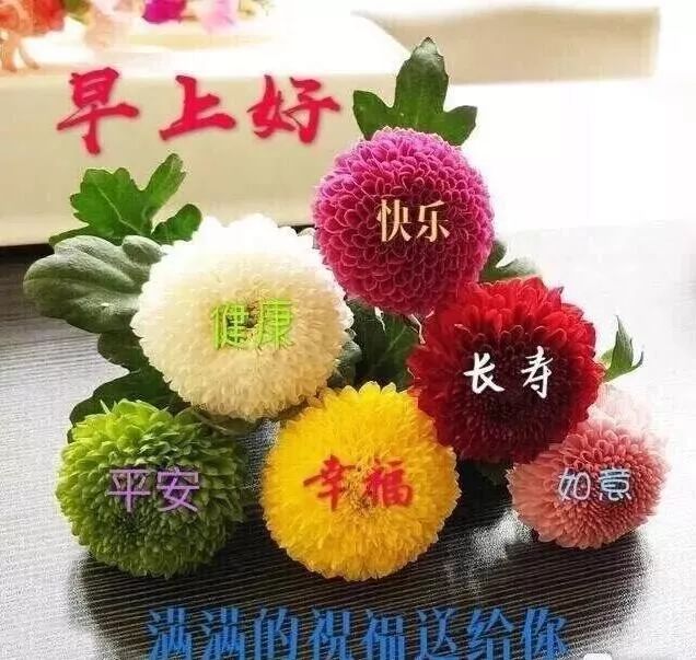 冬天早上好的问候语带图片套图微信早晨好祝福语简单句子