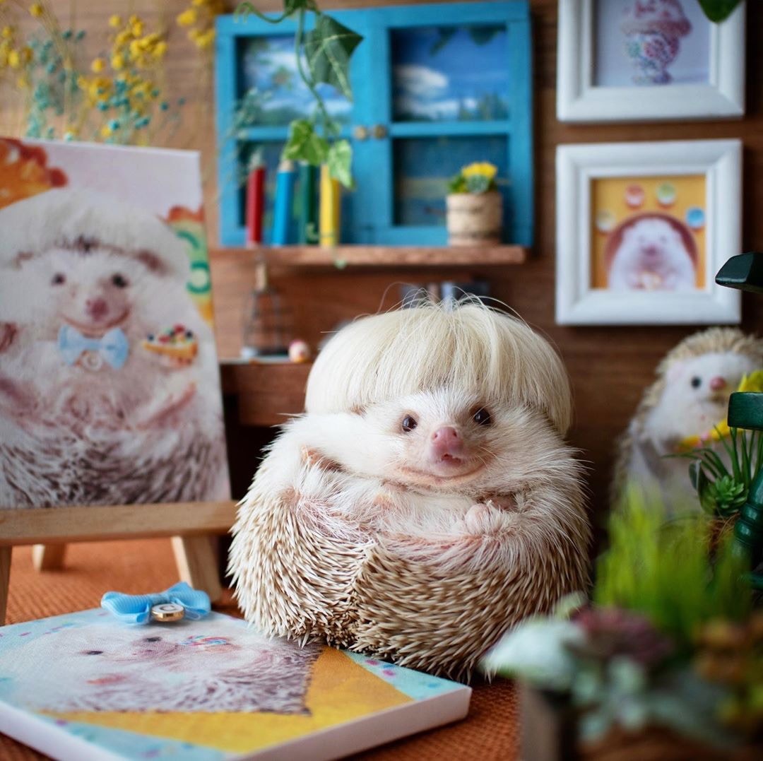 主人shota tsukamoto过去也曾经养过两只刺蝟,分别是darcy和matthew!