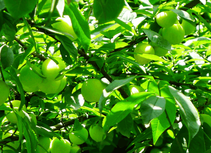 十大先天灵根排名与功效它竟然榜上有名