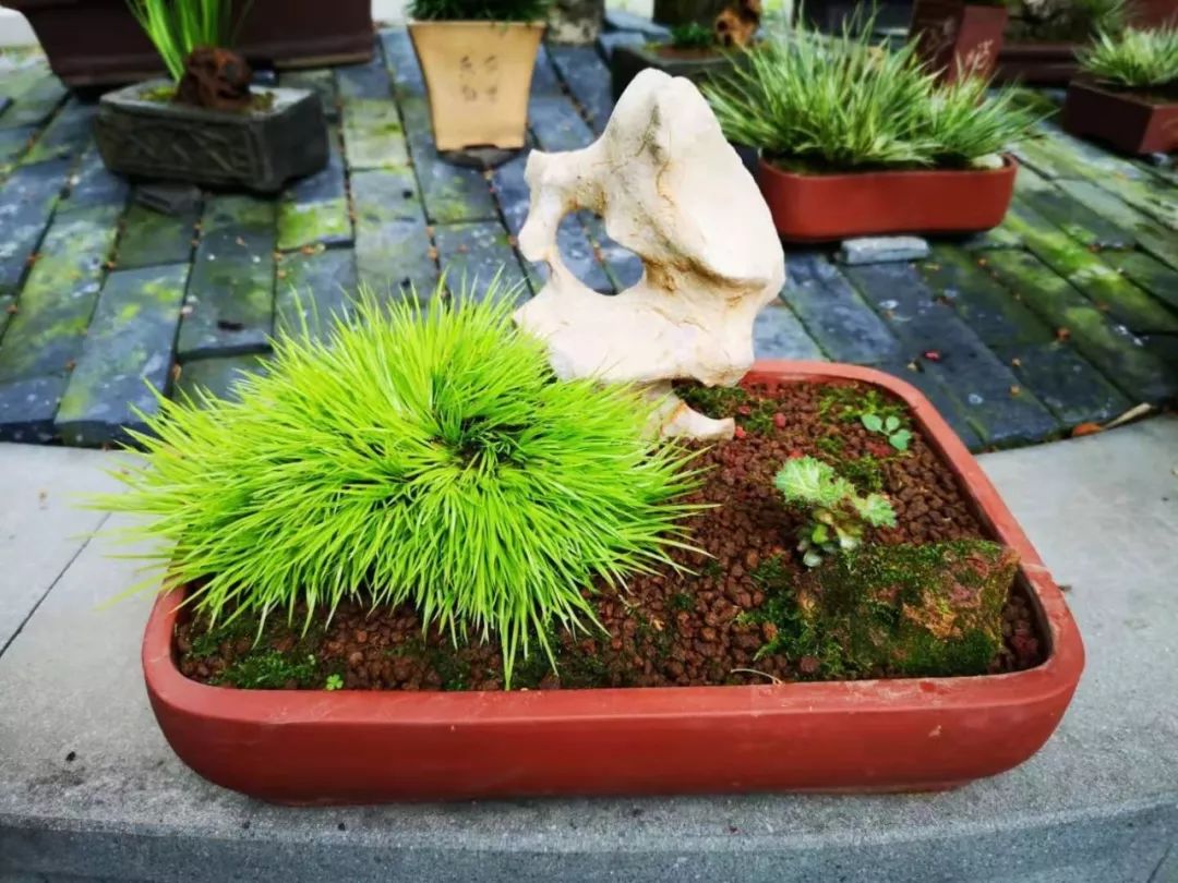 当我玩菖蒲时,我玩些什么