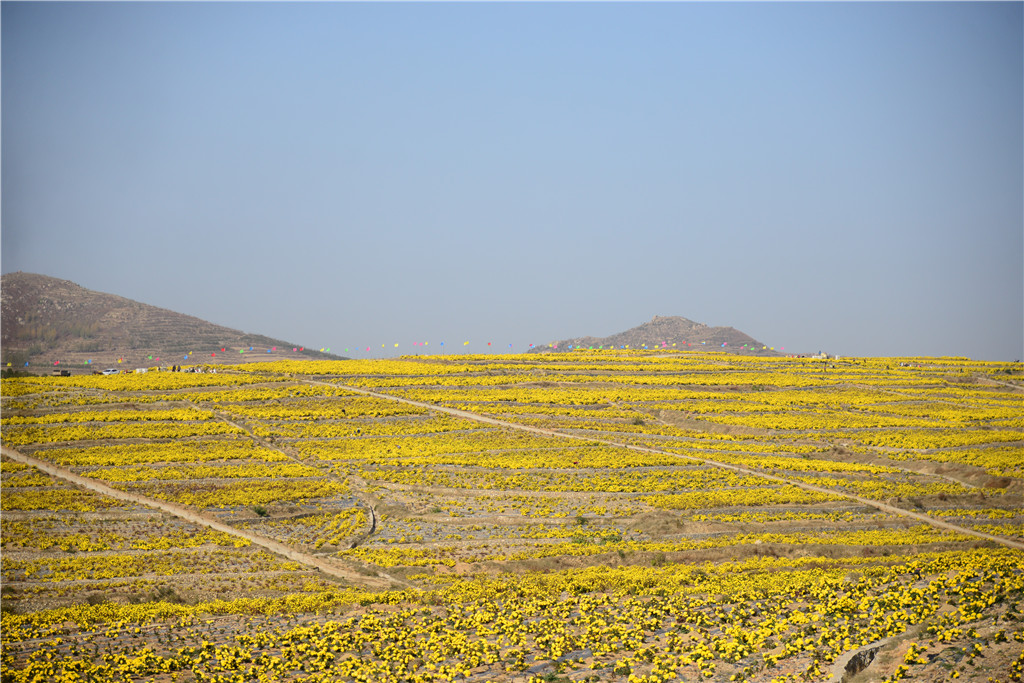 金秋11月山东新泰良心谷美爆了赏花品茗两不误约吗