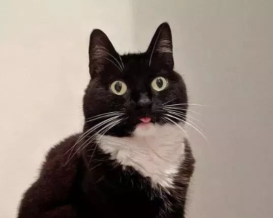 黑白猫爱吐粉红小舌头凭借吃惊的表情脸收服25万粉