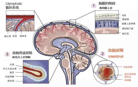 大脑血脑屏障图片图片