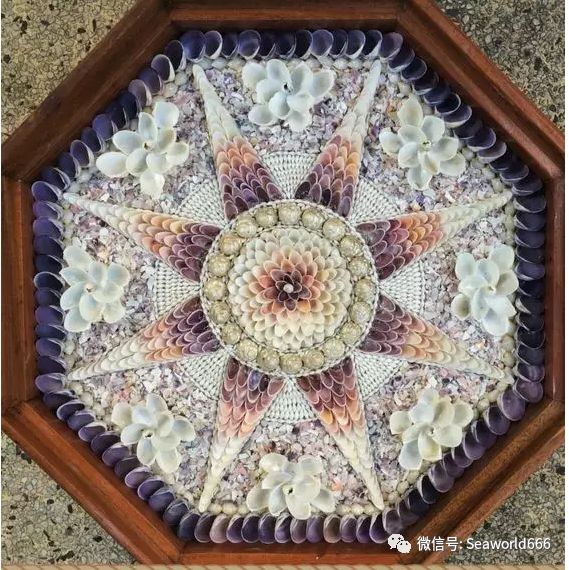 将贝壳放入相框里摆成了艺术品