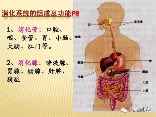 从小众到大众的小肠病医科全说