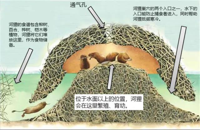 传说河狸位置图片