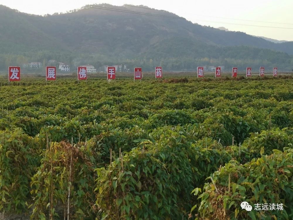 鄂东美食佛手山药燃点在哪里