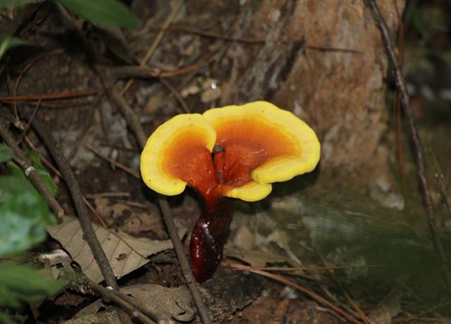 茵阳芝是很多人在平常生活中特别熟悉的一种中药材,这种中药对于癌症