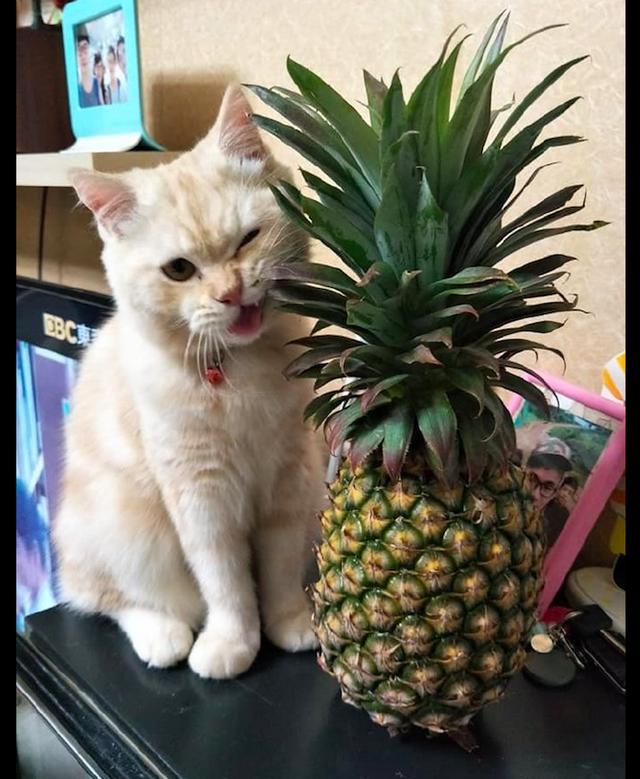 网友买了个菠萝猫咪好奇盯着看竟用它来剔牙不会被刺痛吗