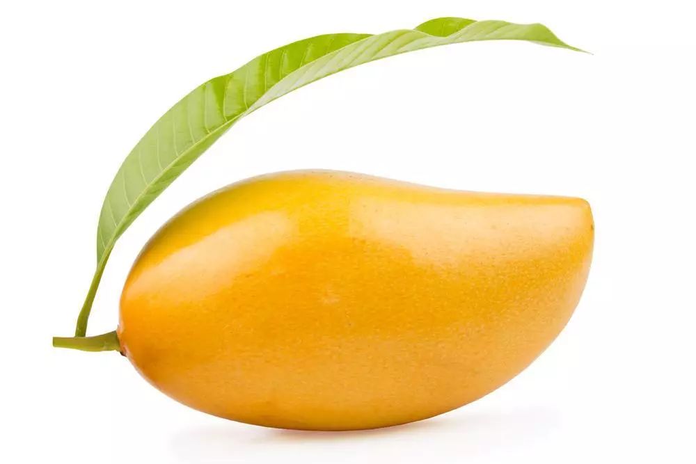 穿越芒芒果海认识你三亚的芒果种类有多少你知道吗