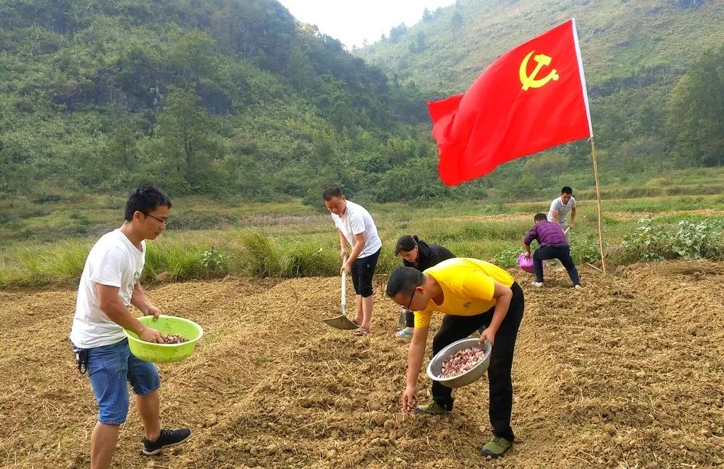 (党员干部在田间开展劳作)