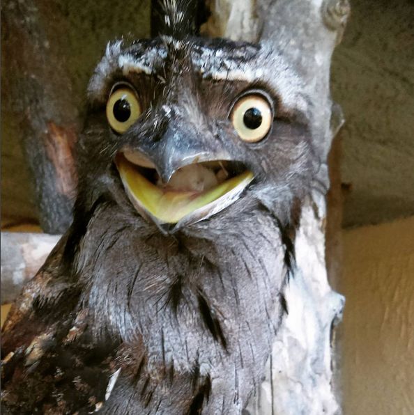 但"鹰"中也有叛徒,有种长得像猫头鹰的小家伙,就简直是鸟中死宅 沙雕