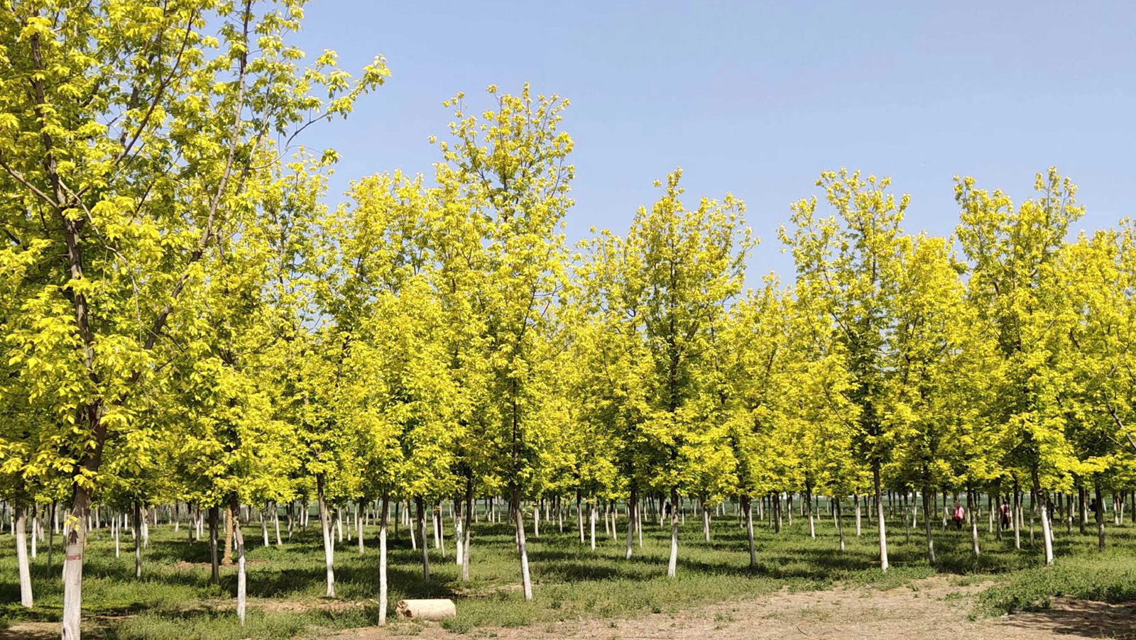 金叶复叶槭从欧美引入中国,规模化种植后,社员走上致富路