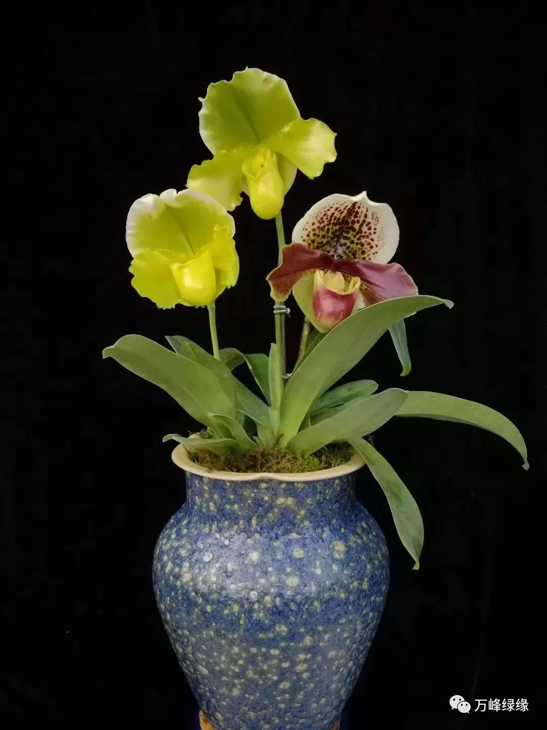 兜兰魅力促就贵州辉煌