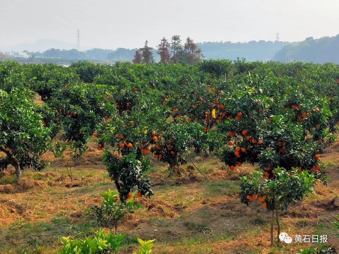 阳新军垦农场漫山遍野的柑橘各位不要再下单了真的没有了