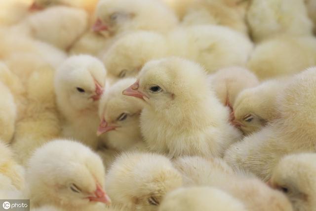 一线兽医经验:雏鸡开口药为什么第二天使用?开口药的使用时机技巧