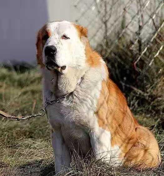 高战斗力的中亚牧羊犬冷静无畏的羊群守护者