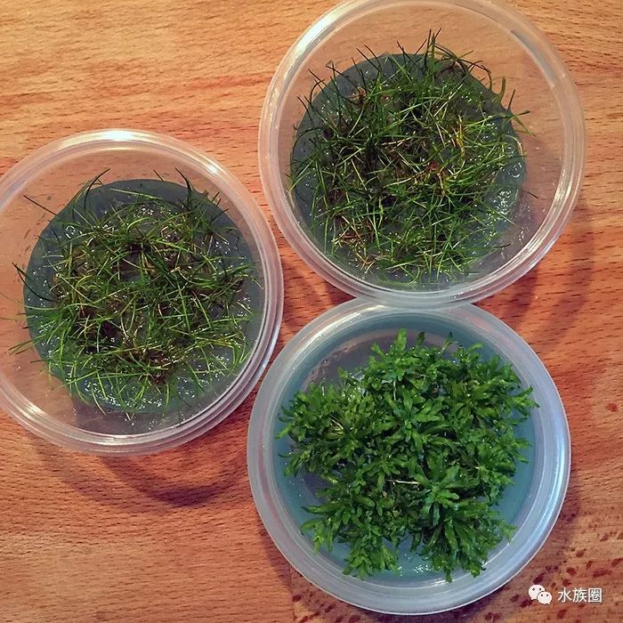 澳洲网友90厘米超矮无水开缸水草造景作品