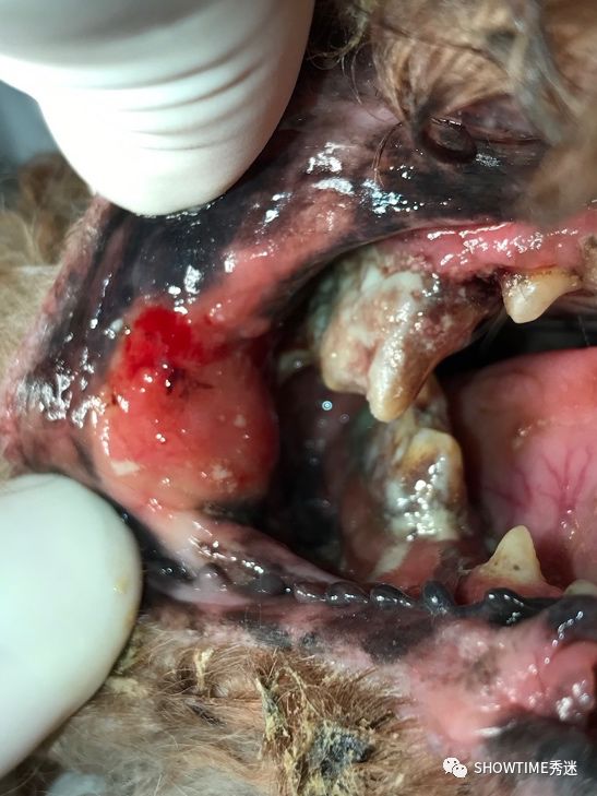 "amy"是一只五岁大的贵宾犬,来医院的时候发现它口臭非常严重,并且