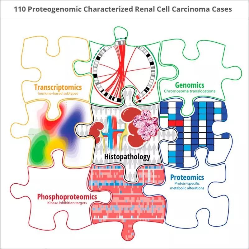 cell | 多组学分析技术定义透明细胞肾癌新亚型,助力患者分层治疗