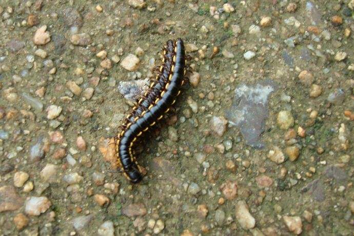 原创农村野外很多虫子令人难忘,例如这5种昆虫,臭得令你怀疑人生