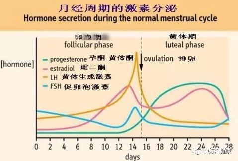 女性激素分泌周期图图片