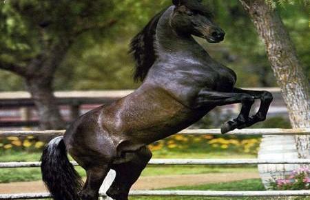 中国对"汗血马"的最早记录是在2100年前的西汉,汉初白登之战时,汉高祖