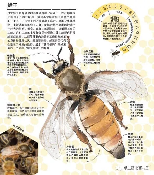 蜜蜂身体结构图名称图片