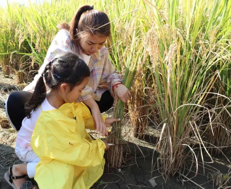 市英都鎮中心幼兒園2019年秋季大段幼兒參觀稻田收割體驗活動_水稻