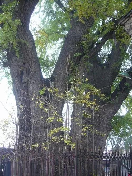 4,山东莒县:浮来山千年银杏树位于泰州市姜堰区顾高镇千年古刹古千佛