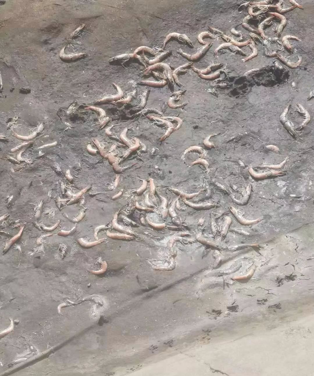 阴功湛江3塘高价虾被下剧毒养殖户痛失100多万