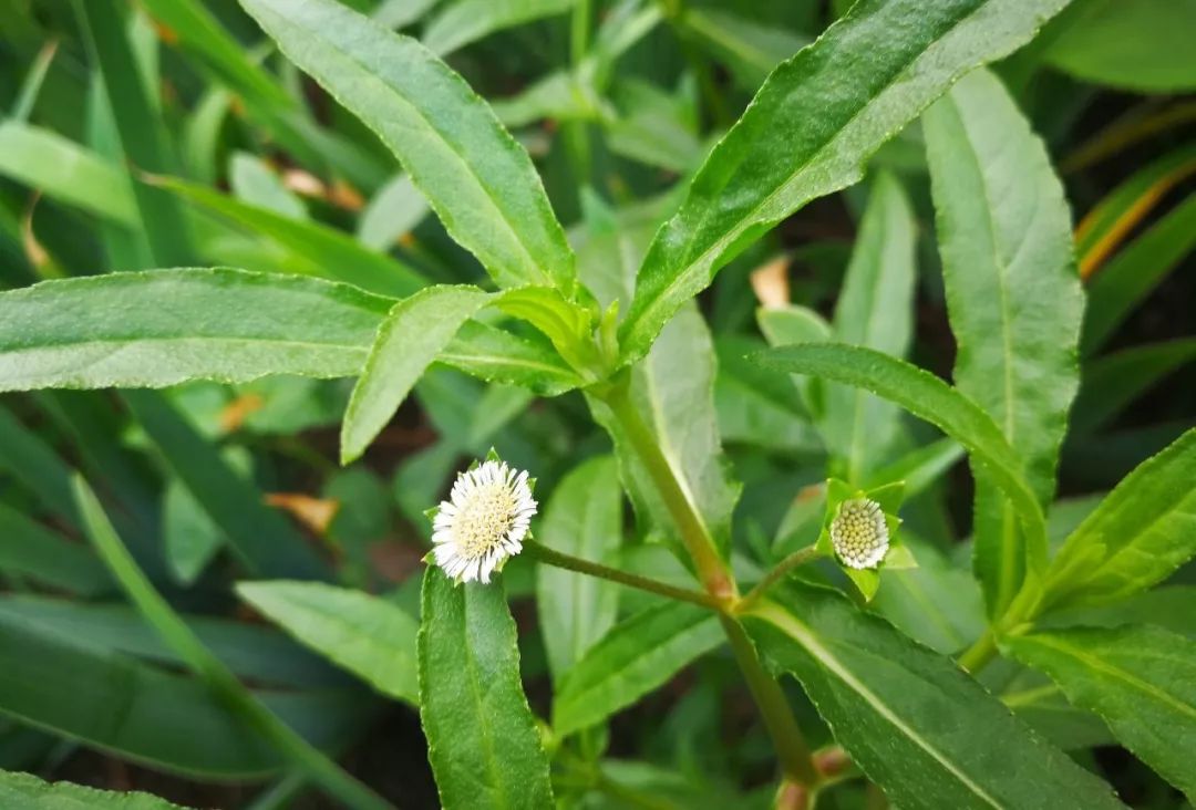 楚旺人看看地里这种草竟是药