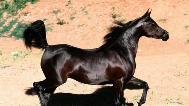 古老神秘的马种之"汗血宝马"