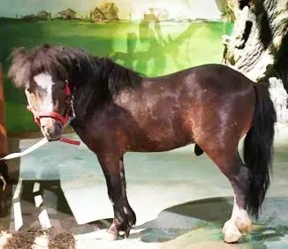 万象萌宠公园营业时间:10:00—21:00公园地址:哈尔滨市南岗区金爵万象