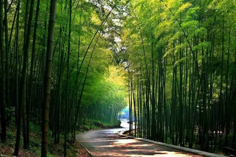 广东肇庆广宁县有个竹海大观号称全中国最大的竹海您觉得呢