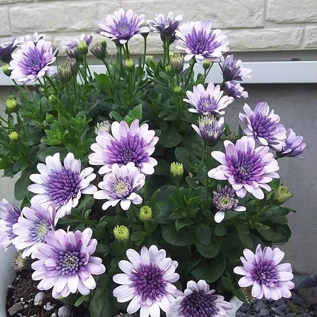 双11安利第1波草莓仙客来盆土肥吃的看的阳台喜欢的都给安排